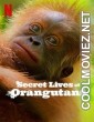 Secret Lives of Orangutans (2024) Hindi Dubbed Movie